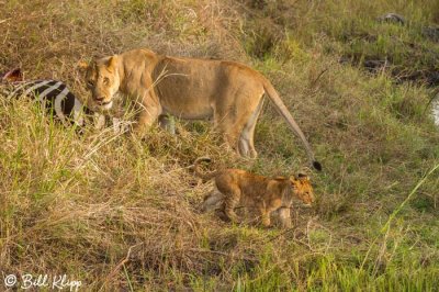 Lions, Southern Serengeti  26