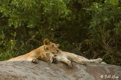 Lions, Southern Serengeti  28