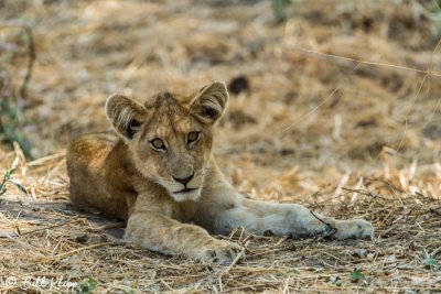 Lion Cub, Southern Serengeti  27