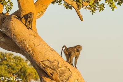 Olive Baboon,   3