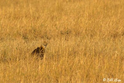 Serval Cat, Serengeti  1