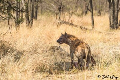 Spotted Hyena, Serengeti  5
