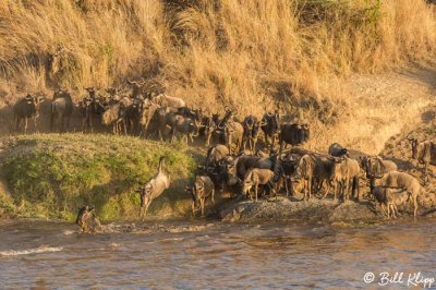 Wildebeest Migration, Mara River, Serengeti  18