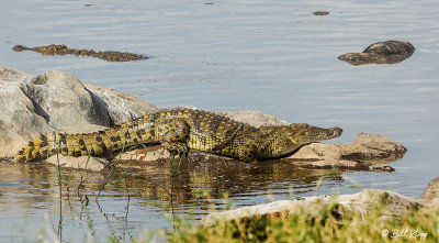 Nile Crocodile, Mara River, Serengeti  10