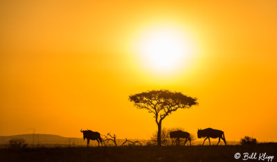 Sunrise Wildebeest, Serengeti  13