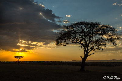 Sunset Acacia Tree, Serengeti  5