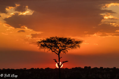 Sunset Acacia Tree, Serengeti  3