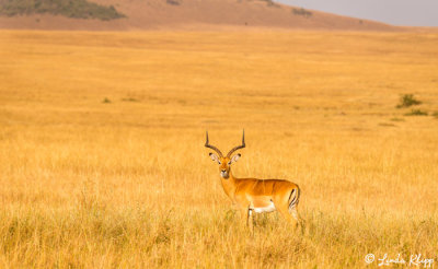 Impala, Serengeti  3