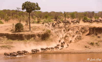Wildebeest Migration, Mara River, Serengeti  9
