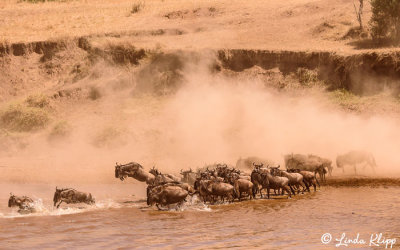 Wildebeest Migration, Mara River, Serengeti  10
