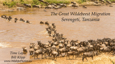 Wildebeest Migration, Mara River Crossing