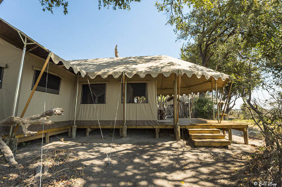 Tent, Duba Plains Expedition Camp  9