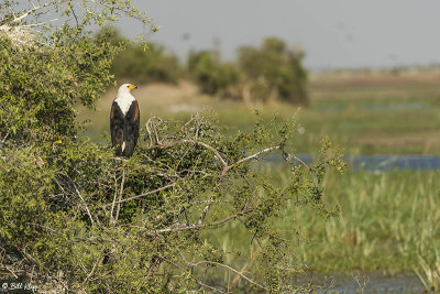 Fish Eagle, Duba Plains  1