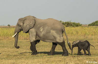 Elephants, Duba Plains  2