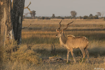 Greater Kudu, Duba Plains  1