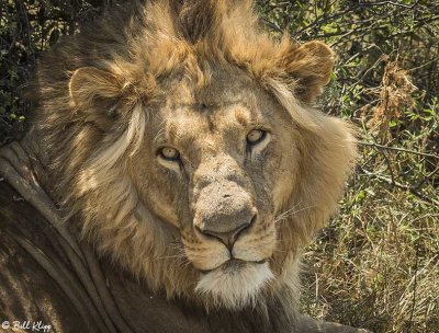 Lion, Duba Plains  14