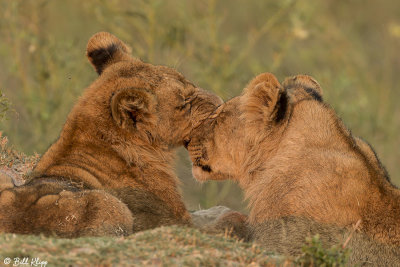 Lions, Duba Plains  12