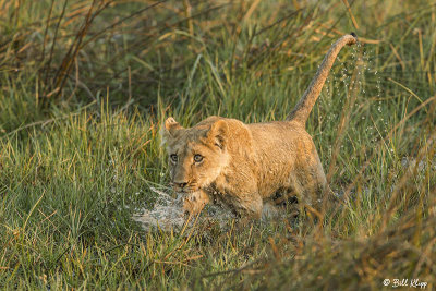 Lion Cub, Duba Plains  6