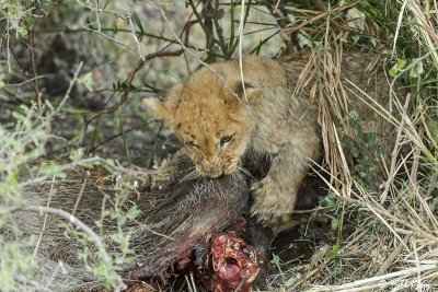 Lion Cub, Duba Plains  2