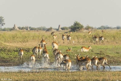 Red Lechwe, Duba Plains  8