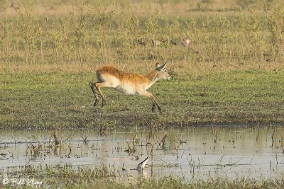 Red Lechwe, Duba Plains  5