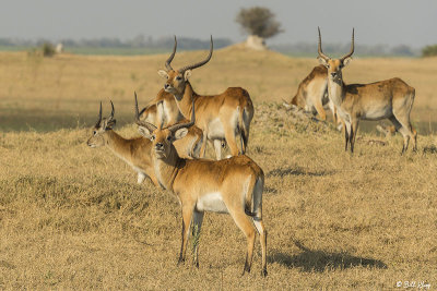 Red Lechwe, Duba Plains  3