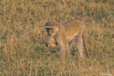 Vervet Monkey, Duba Plains 1