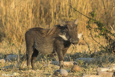 Warthog, Duba Plains  3