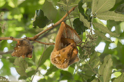 Bats, Selinda Camp  1