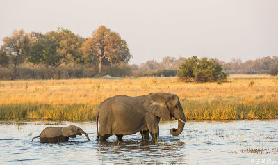 Elephants, Selinda Camp  11