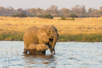 Elephants, Selinda Camp  12