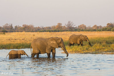 Elephants, Selinda Camp  13