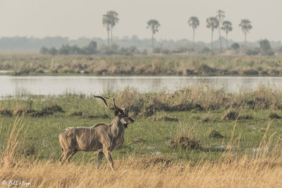 Greater Kudu, Selinda Camp  5