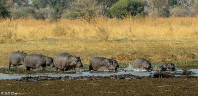 Hippos, Selinda Camp  4
