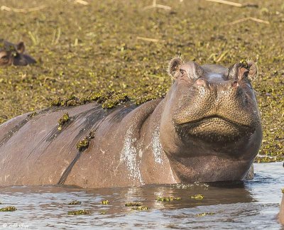 Hippos, Selinda Camp  2