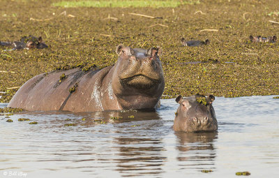Hippos, Selinda Camp  1