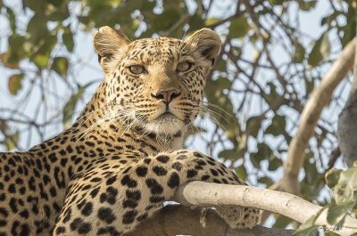 Leopard, Selinda Camp  9