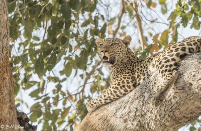 Leopard, Selinda Camp  8