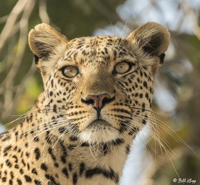 Leopard, Selinda Camp  7