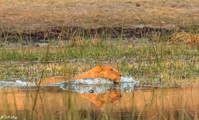 Lion, Selinda Camp  39