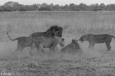 Lions fighting, Selinda Camp  37