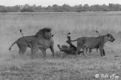 Lions fighting, Selinda Camp  36