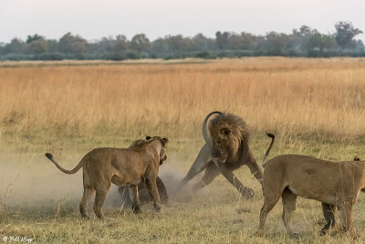 Lions fighting, Selinda Camp  35