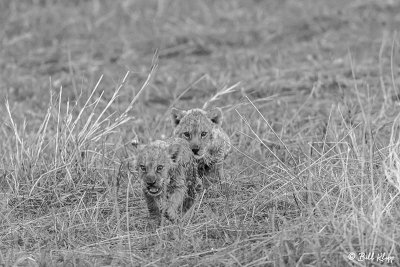 Lion Cubs, Selinda Camp  33