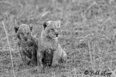 Lion Cubs, Selinda Camp  32