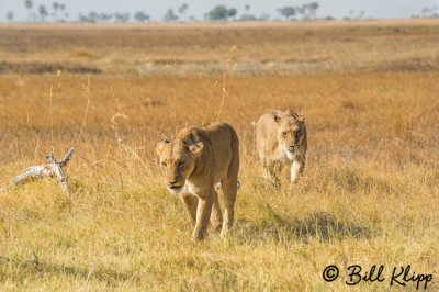 g12/57/566457/3/169125951.KoPDa7rj.jpg