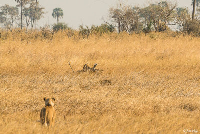 Lions hunting Warthog, Selinda Camp  29