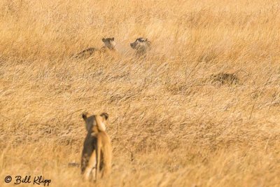 Lions hunting Warthog, Selinda Camp  28