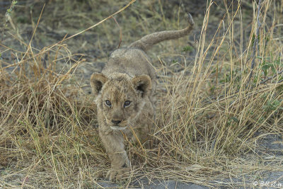 Lion Cub, Selinda Camp  26