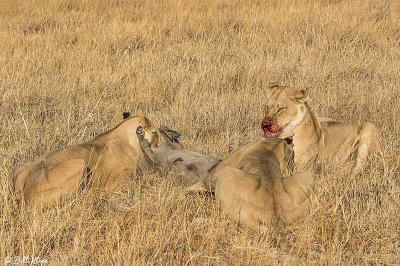 Lions with Warthog, Selinda Camp  19
